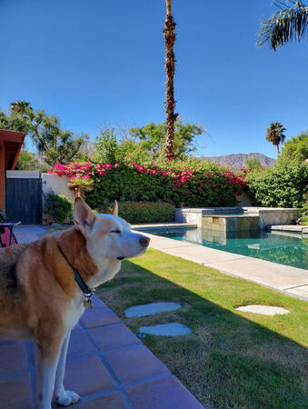 Desert Dog Vibes My dog enjoying a desert road trip