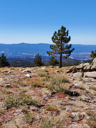 The view from the top of Mt. Pinos