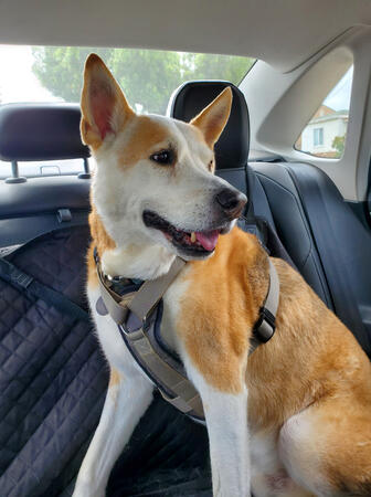 Road Trip Road trip with the pup